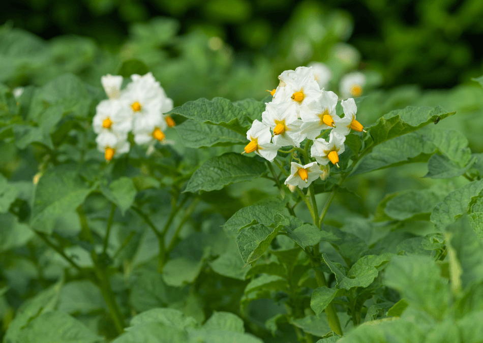 cartof planta floare inceputuri umile