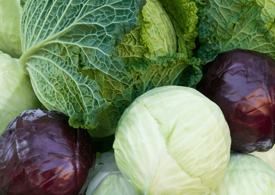 brasica oleracea var.capitata