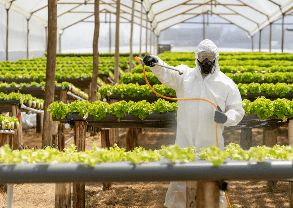 sera legume pesticidelor