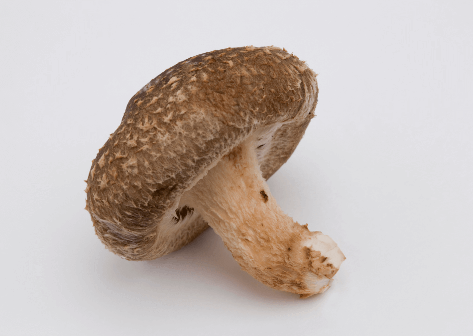 ciuperci shiitake