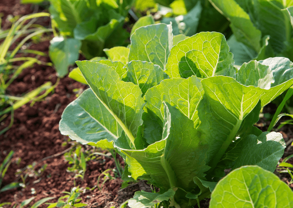 salata ecologica gradina