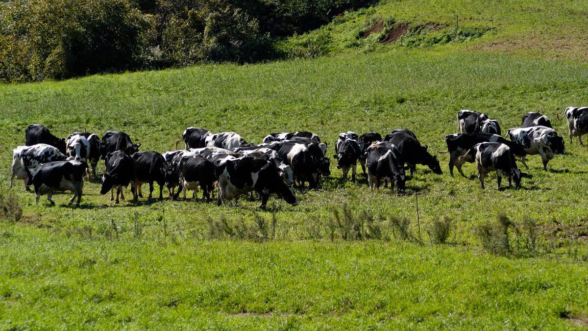 vaci ecologice pascand