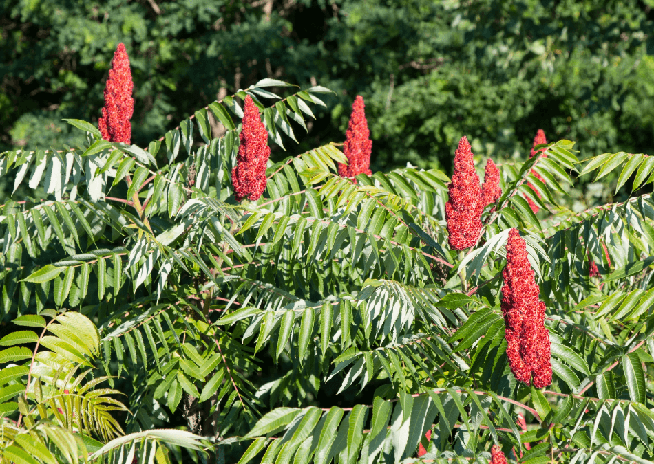 sumacul rhus coriaria