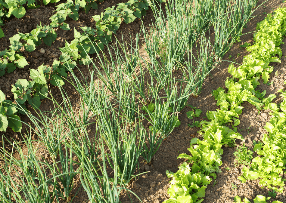 usturoi ecologic gradina