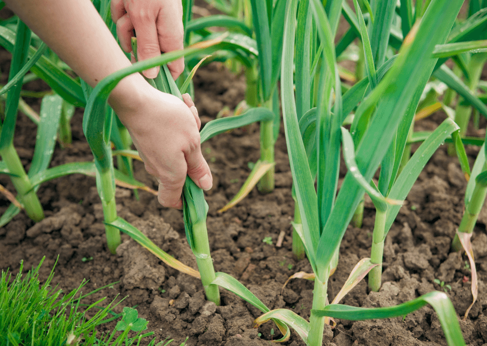 usturoi ecologic recolta