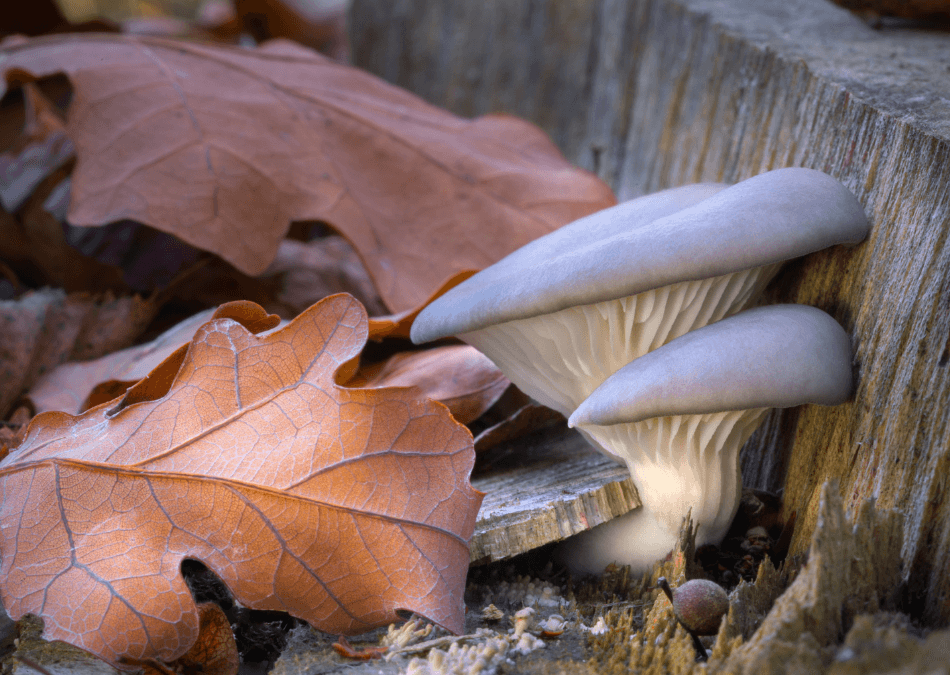 pleurotus ostreatus in padure