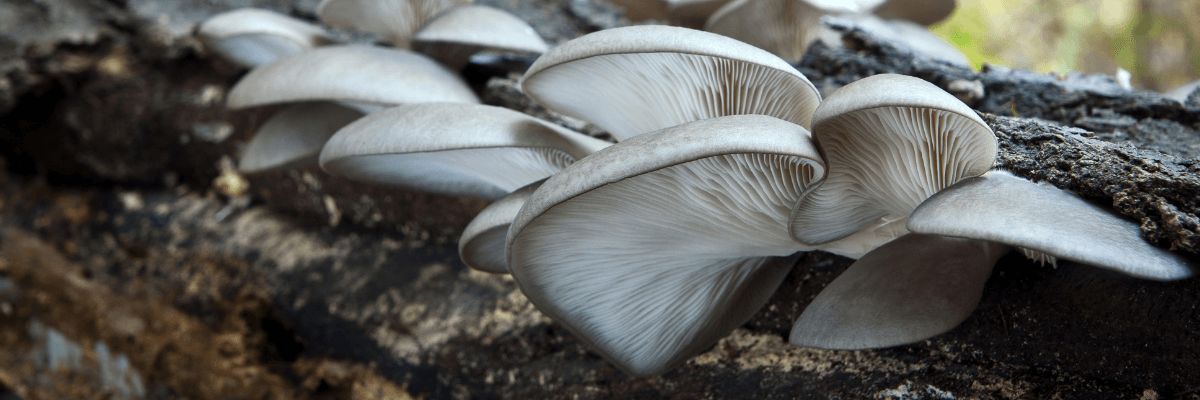 Ce știi despre ciupercile Pleurotus?